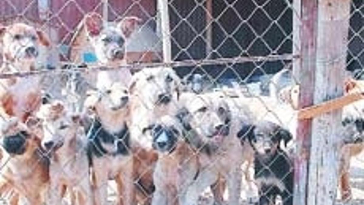 Ankara Haberleri Mamak A Da Hayvan Barinagi Yerel Haberler