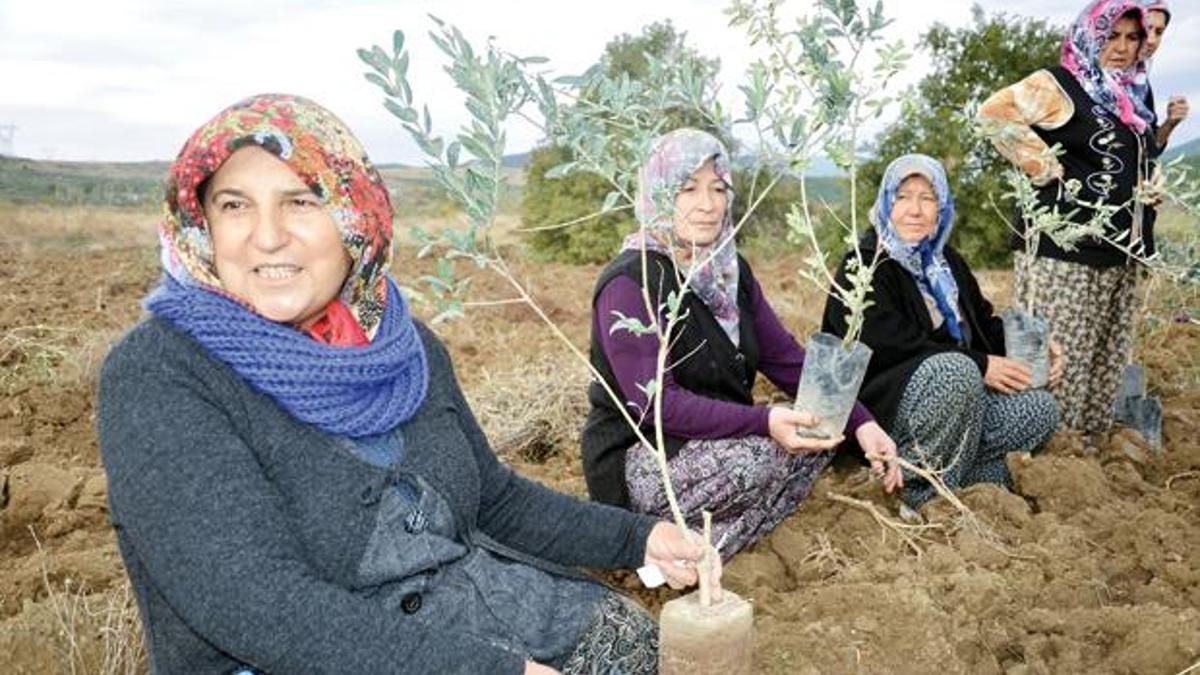 Canli Yaşli Köylü Çoban Şişko Türk