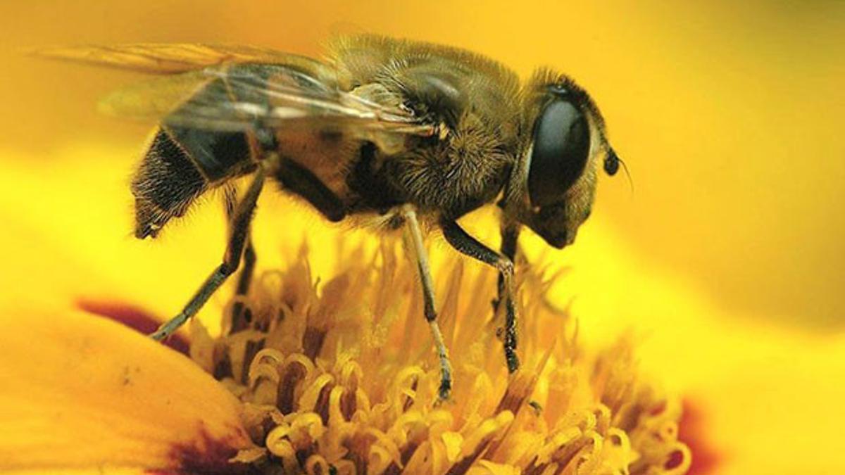 diyanet ten ari ve lades aciklamasi son dakika haberleri