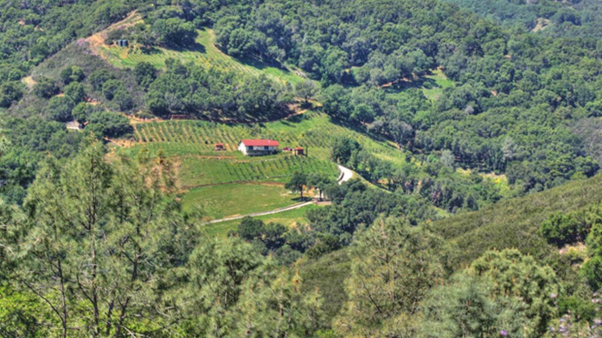 Napa Vadisi'nin şarap kralı