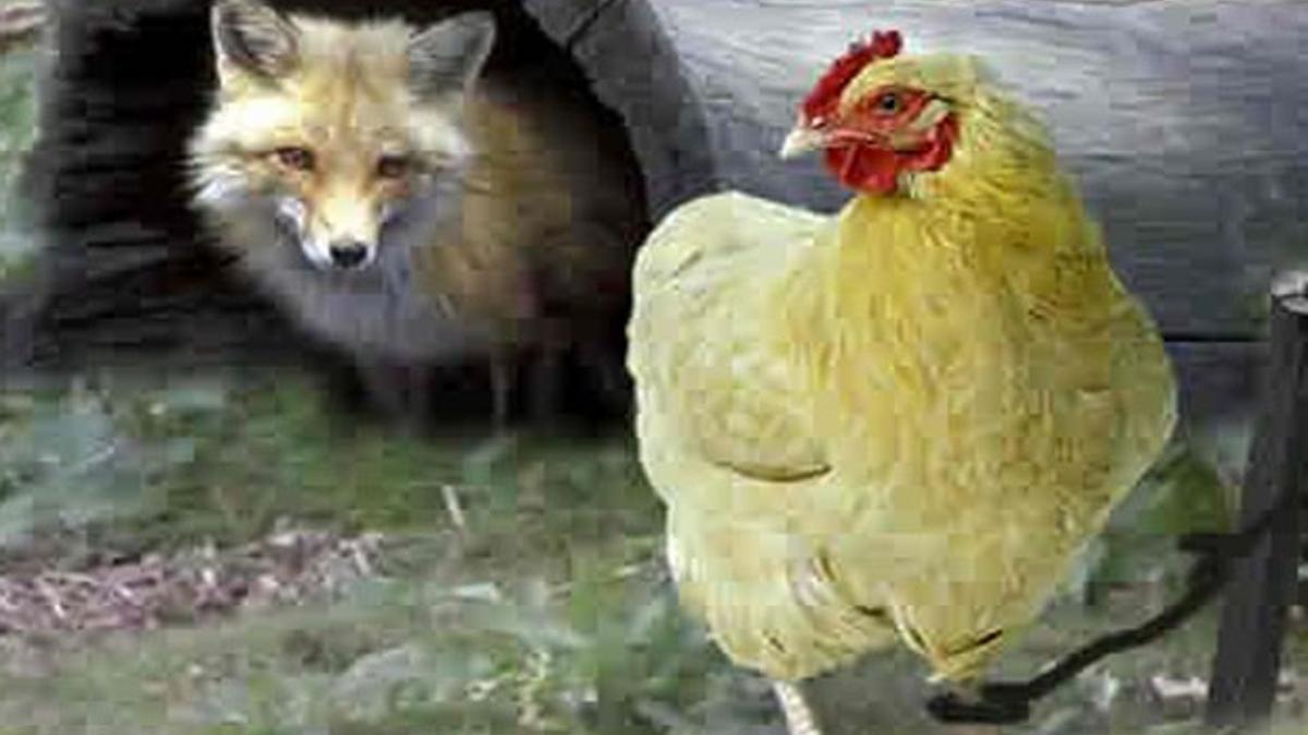 Hangisi Daha Kurnaz Tavuk Mu Tilki Mi Son Dakika Haber Hangisi Daha Kurnaz Tavuk Mu Tilki Mi Son Dakika Haber