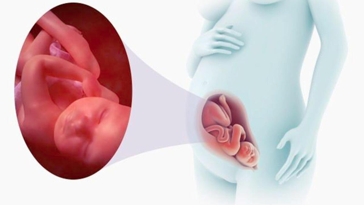 8 Недель беременности развитие. Как выглядит плод в 15 недель беременности фото. 10 Недель беременности как увеличилась матка.