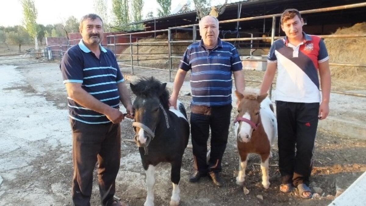 balikesir haberleri gomec te ali babanin ciftligi yerel haberler