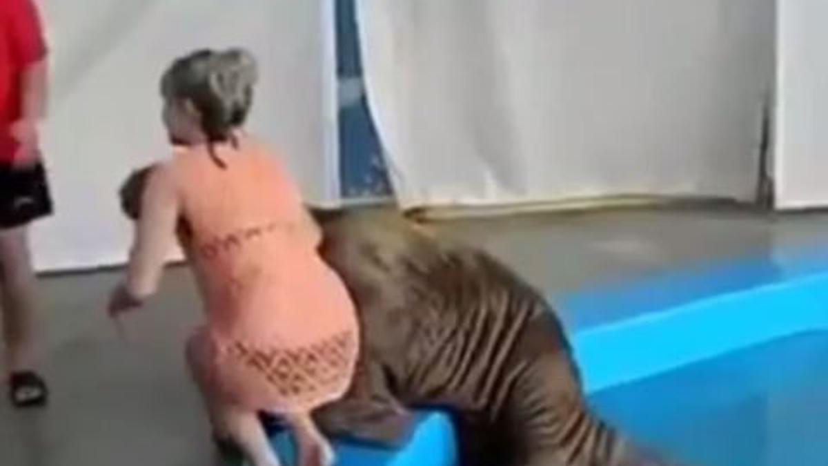 deniz aygiri capkin cikti