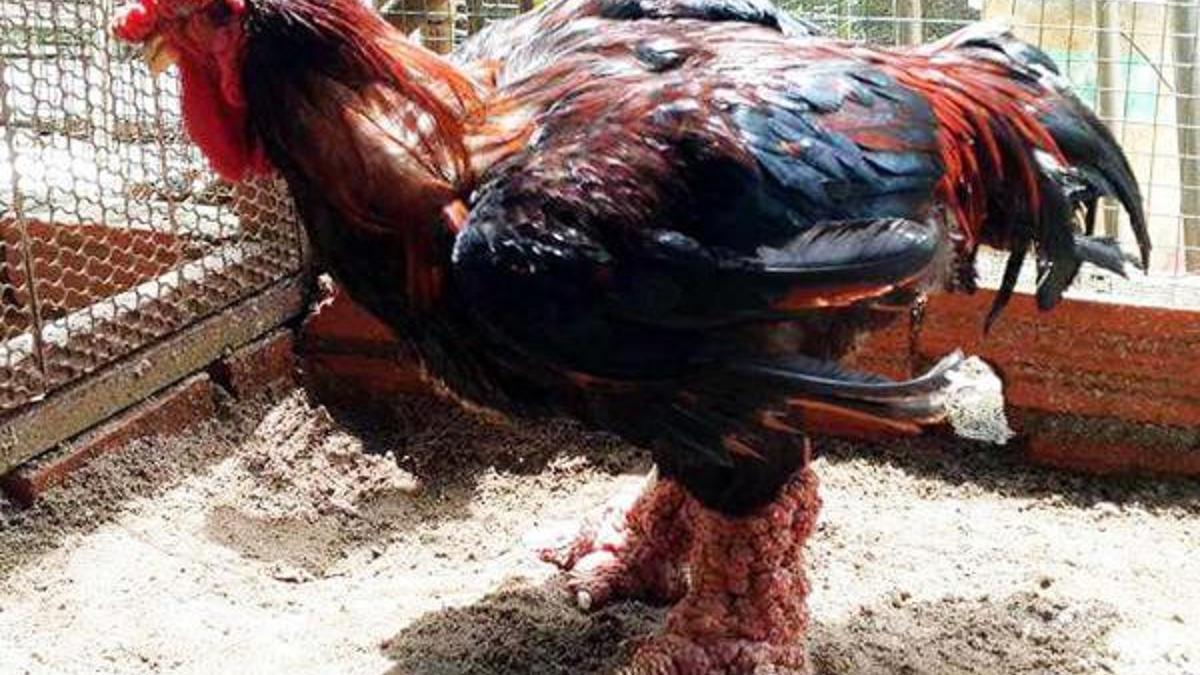 Mugla Haberleri Bodrum Da Ejderha Tavugu Yetistirdiler Yerel Haberler Mugla Haberleri Bodrum Da Ejderha Tavugu Yetistirdiler Yerel Haberler