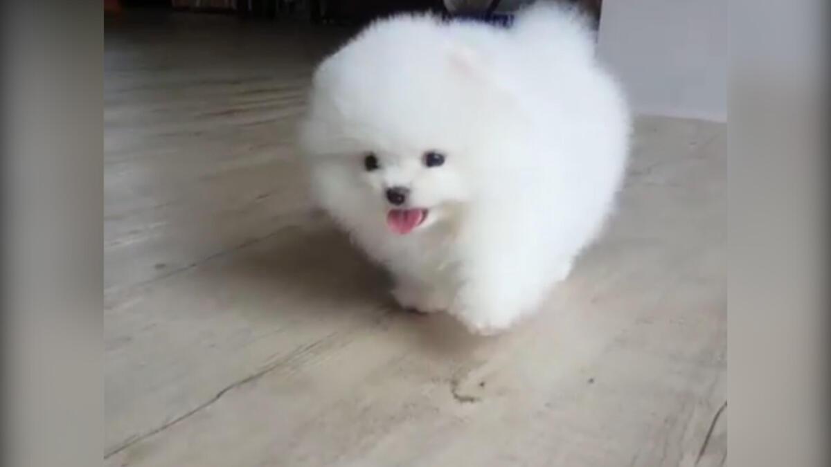 Dünyanın en tatlı köpeği! - Eğlenceli Komik Videolar