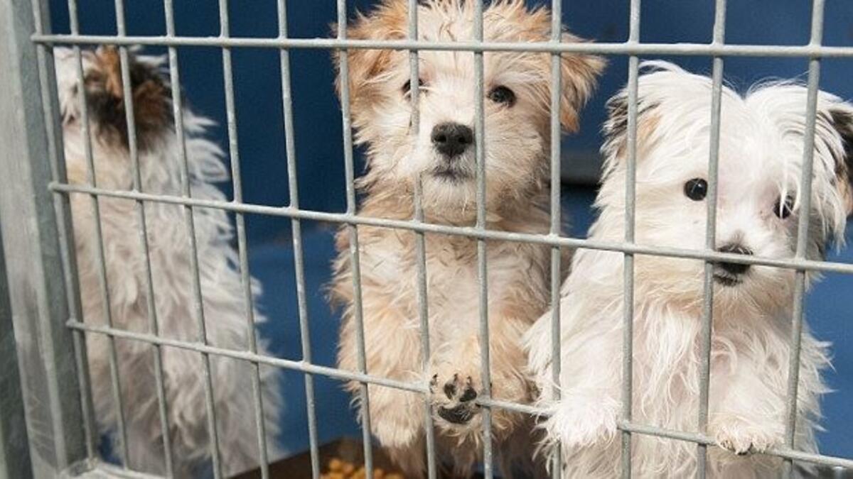 Pet Shop Ta Kedi Ve Kopek Satisina Yasak Son Dakika Haberleri
