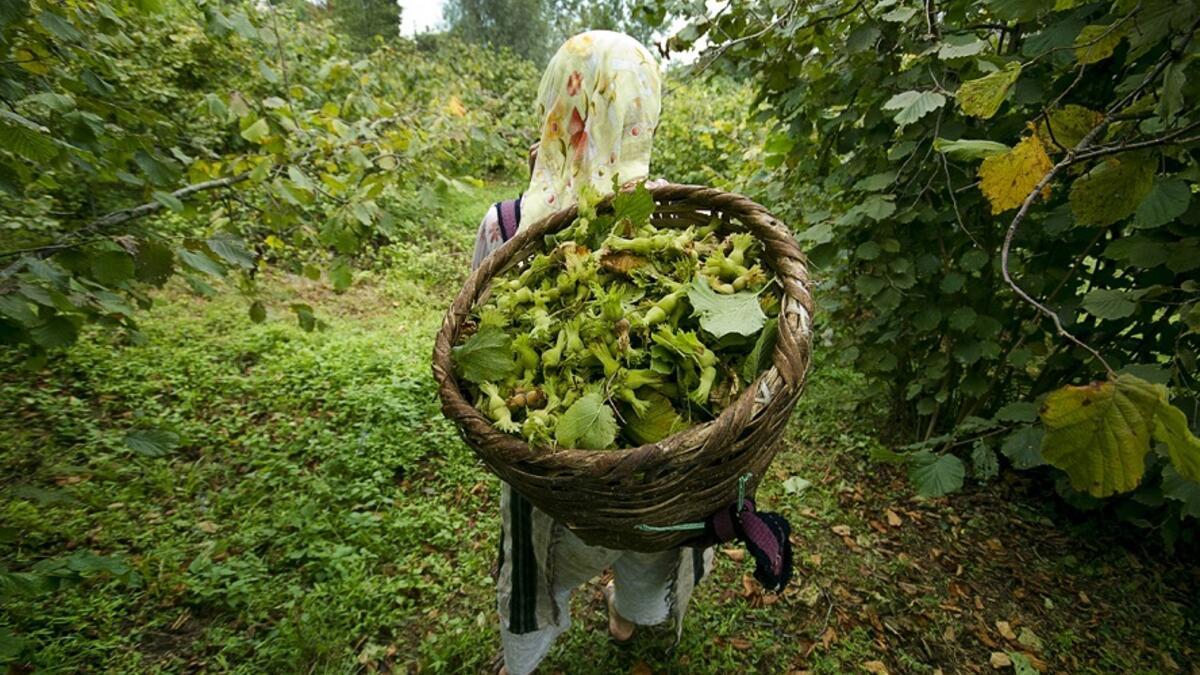 Yapboz Cumhuriyeti Ordu Da 15 Milyon Liralik Botanik Bahcesi Acilmadan Sokuluyor Diken
