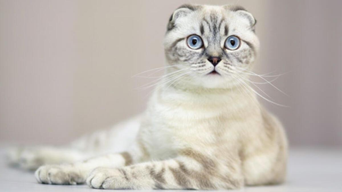 Biblo Kedi Almayin Aldirmayin Son Dakika Haberleri