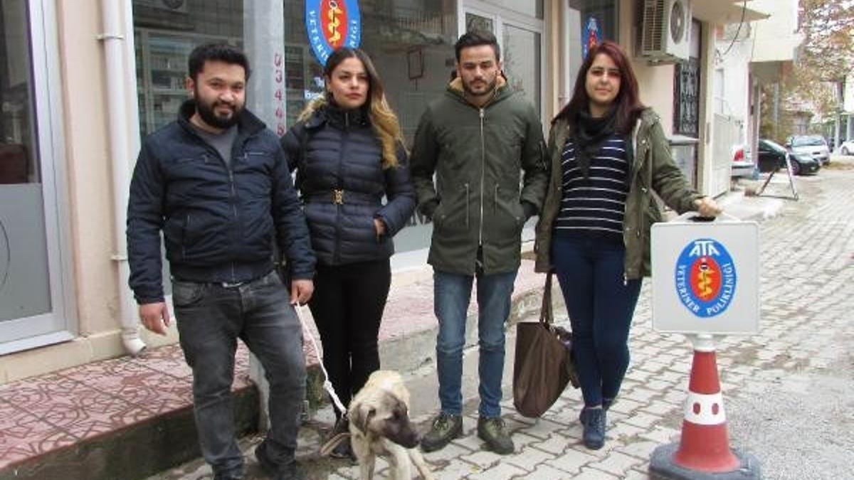 Sandikli Haberleri Ogrenciler Yolda Bulduklari Bitkin Kopegi Tedavi Ettirdi Afyon Haberleri