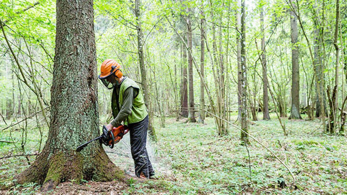 Adalet Divani Agac Kesen Polonya Yi Haksiz Buldu Son Dakika Haberler