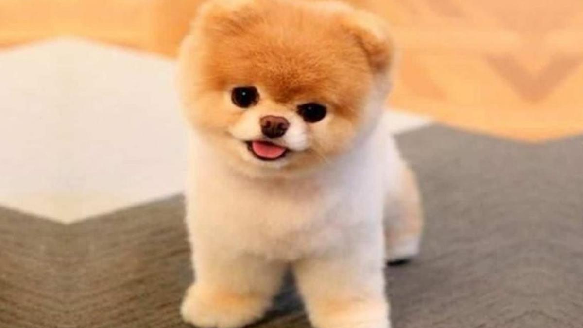 Köpekler kendi cinslerini ayırt edebiliyor mu? Haberler