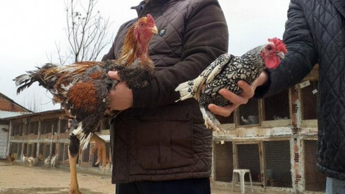 Brezilya Dan Getirdi Dunyanin En Buyugu Simdi Siparislere Yetisemiyor Haberler Brezilya Dan Getirdi Dunyanin En Buyugu Simdi Siparislere Yetisemiyor Haberler