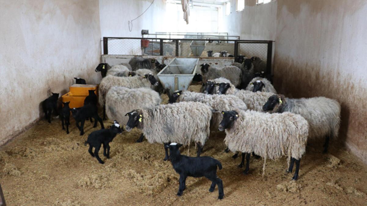 cins koyun sahibini zengin ediyor son dakika ekonomi haberleri