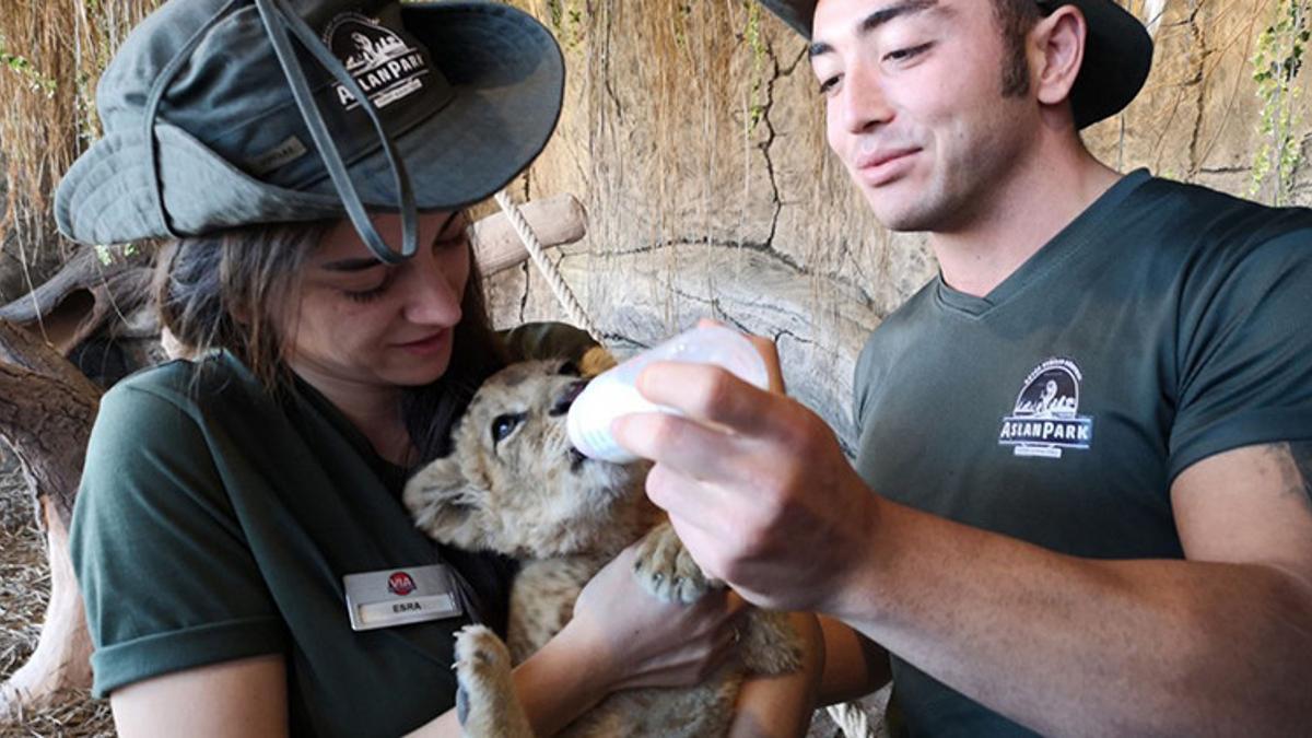 Cocuklar Bu Tatilde Yavru Aslanlarla Oynuyor Biberonla Balik Besliyor Mahmure Cocuklar Bu Tatilde Yavru Aslanlarla Oynuyor Biberonla Balik Besliyor Mahmure