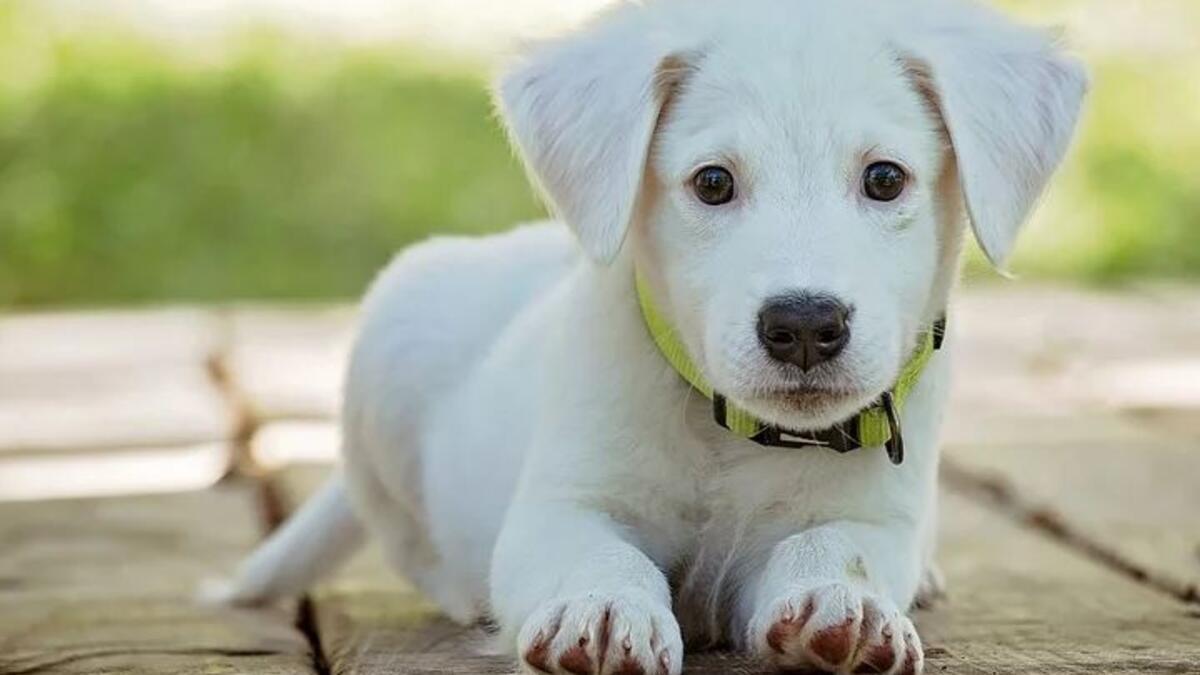 Anfällig für Ablehnen Schweigend beyaz renkli köpekler ethisch Zeigen