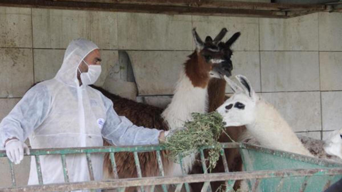 kayseri deki hayvanat bahcesinde koronavirus onlemleri son dakika haberleri