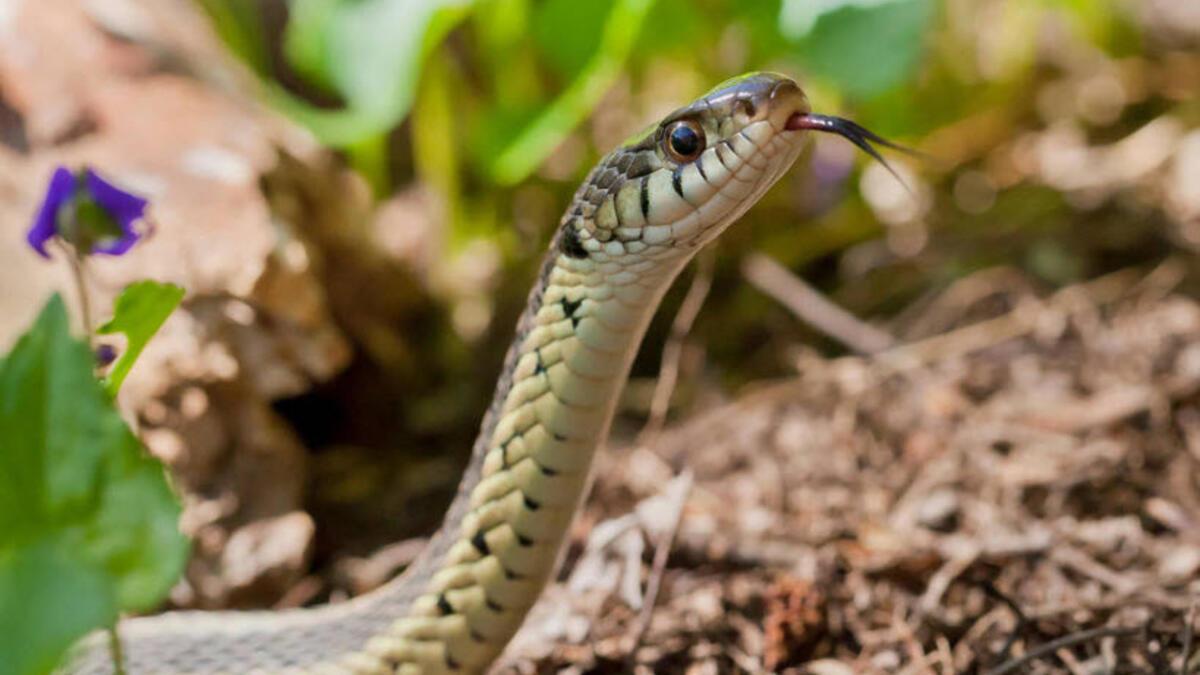 Sürü halinde yılan görülmesine ilişkin açıklama - Teknoloji Haberleri