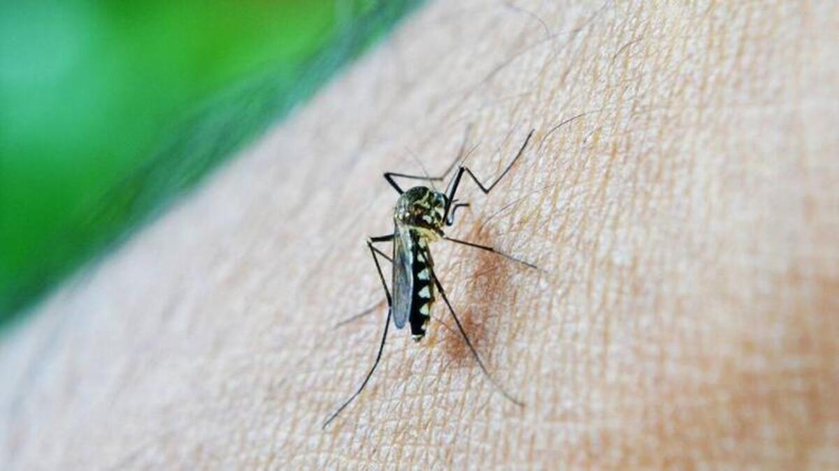 sivrisinek isirigina ne iyi gelir ️ bilgi90