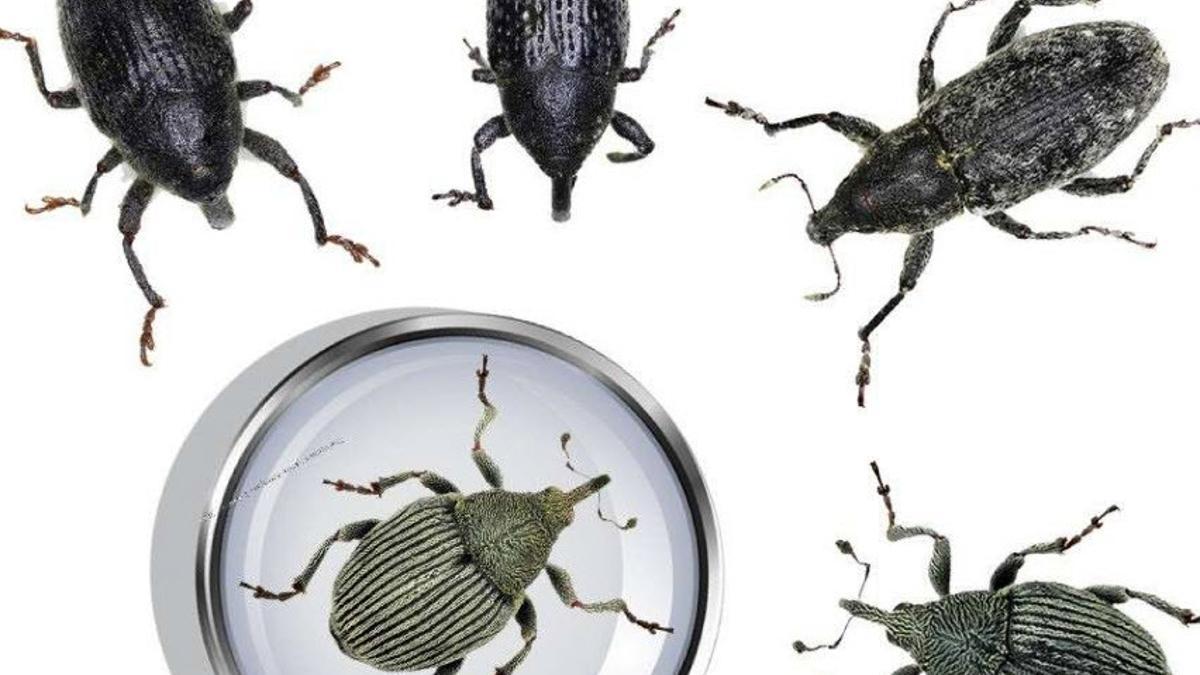 5 yeni bocek turu bulundu 5 yeni bocek turu bulundu