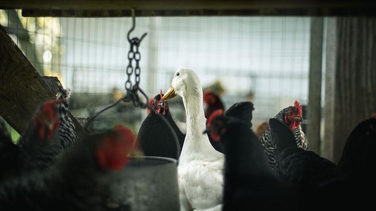 Kus Gribi Avian Influenza Nedir Japonya Alarma Gecti Iste Kus Gribi Belirtileri Ve Tedavi Yontemleri Saglik Haberleri Kus Gribi Avian Influenza Nedir Japonya Alarma Gecti Iste Kus Gribi Belirtileri Ve Tedavi Yontemleri Saglik Haberleri