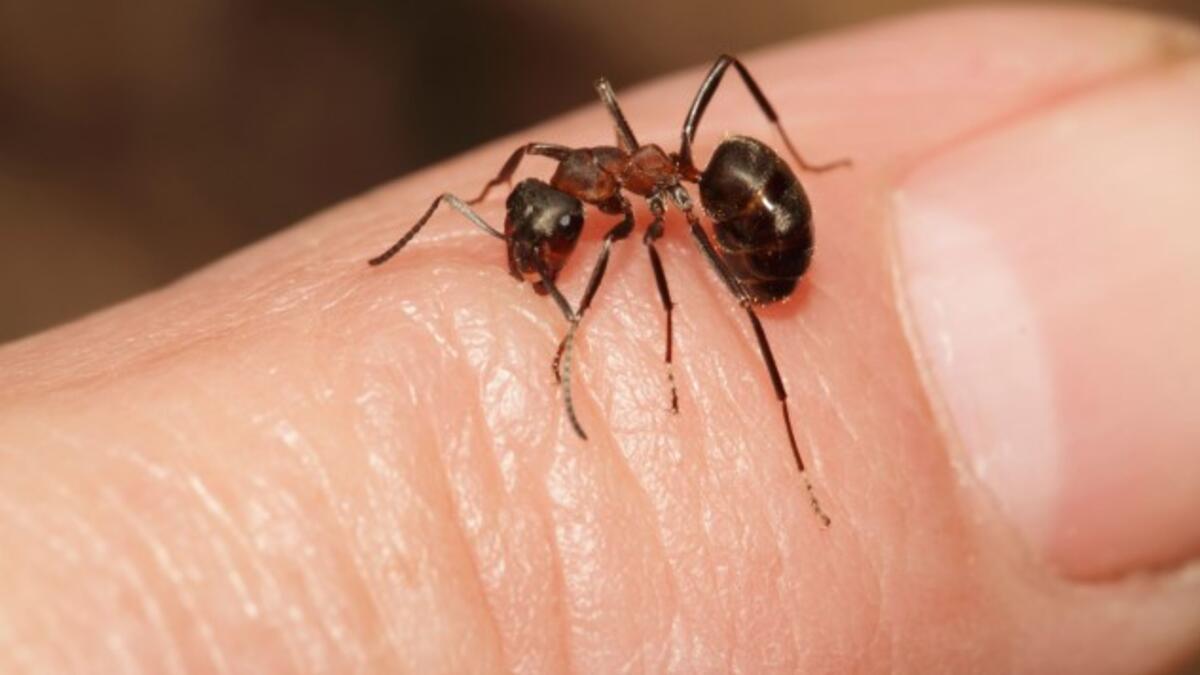 Karınca Isırığı Nasıl Olur Ve Nasıl Anlaşılır? Karınca Isırığı Nasıl