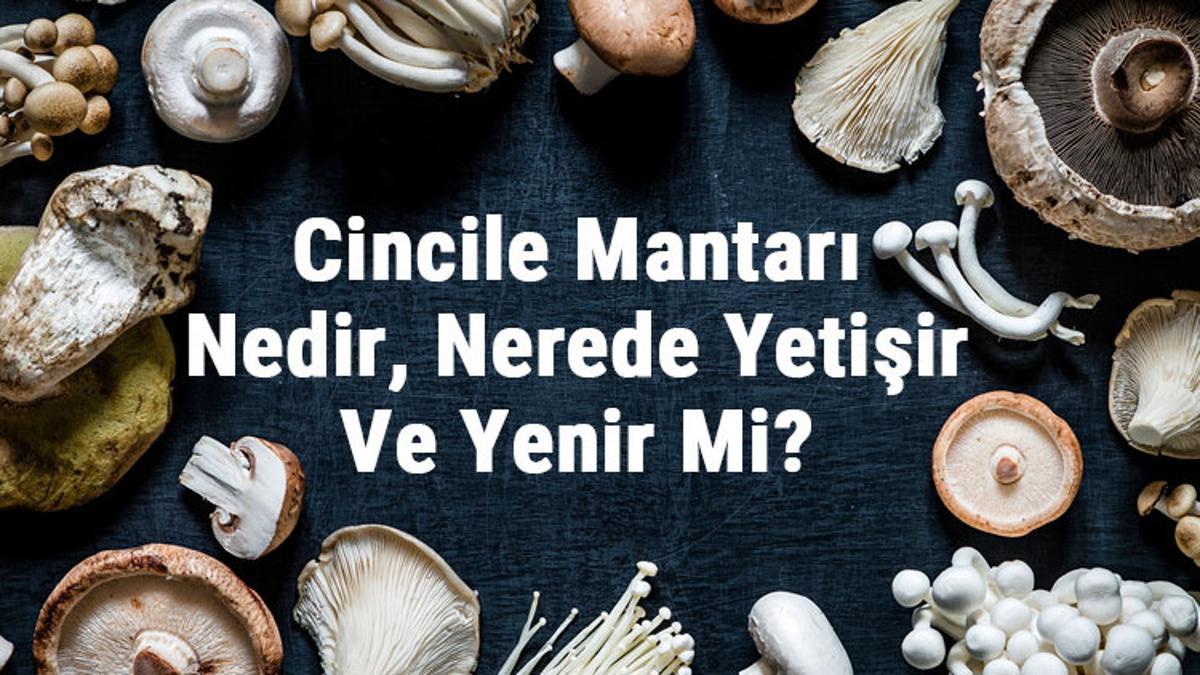 Cincile Mantari Nedir Nerede Yetisir Ve Yenir Mi Cincile Mantari Faydalari Yetistiriciligi Ve Ozellikleri
