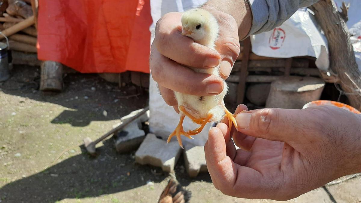 4 ayakli civciv gorenleri sasirtti son dakika haber