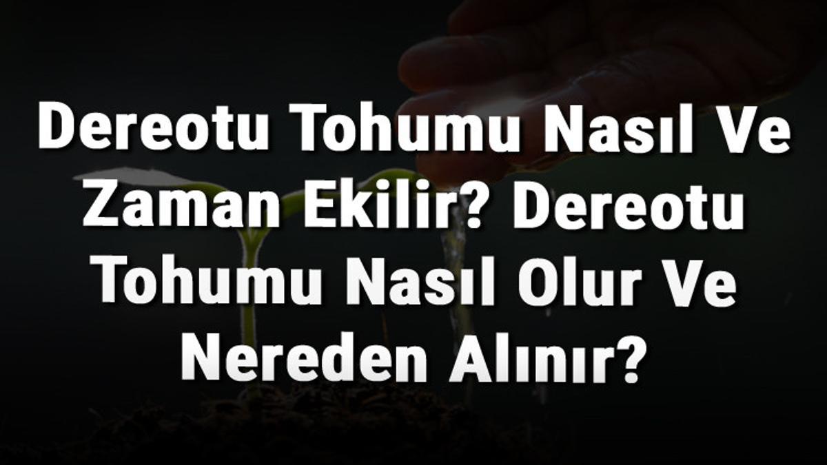 Dereotu Tohumu Nasil Ve Zaman Ekilir Dereotu Tohumu Nasil Olur Ve Nereden Alinir