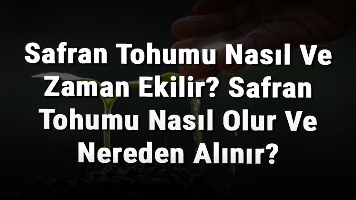 safran tohumu nasil ve zaman ekilir safran tohumu nasil olur ve nereden alinir safran tohumu nasil ve zaman ekilir safran tohumu nasil olur ve nereden alinir