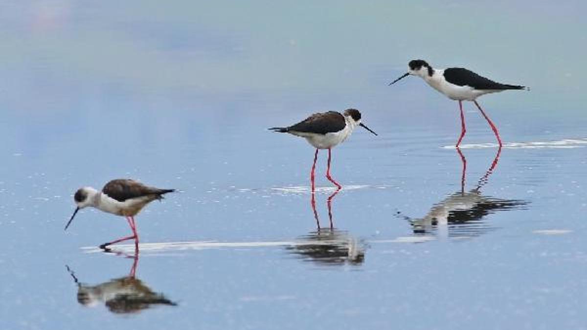 Yalova Haberleri Hersek Lagunu Yaz Gocmen Kuslarini Da Agirliyor Merkez Haberleri Yalova Haberleri Hersek Lagunu Yaz Gocmen Kuslarini Da Agirliyor Merkez Haberleri