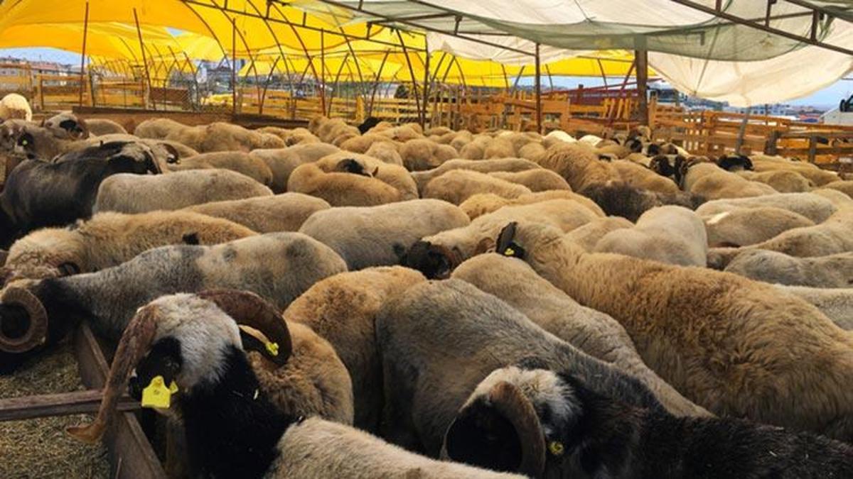 Kurban Kesmenin Fazileti Ve Dini Hükmü Nedir? Kurban Kesmenin önemi ...