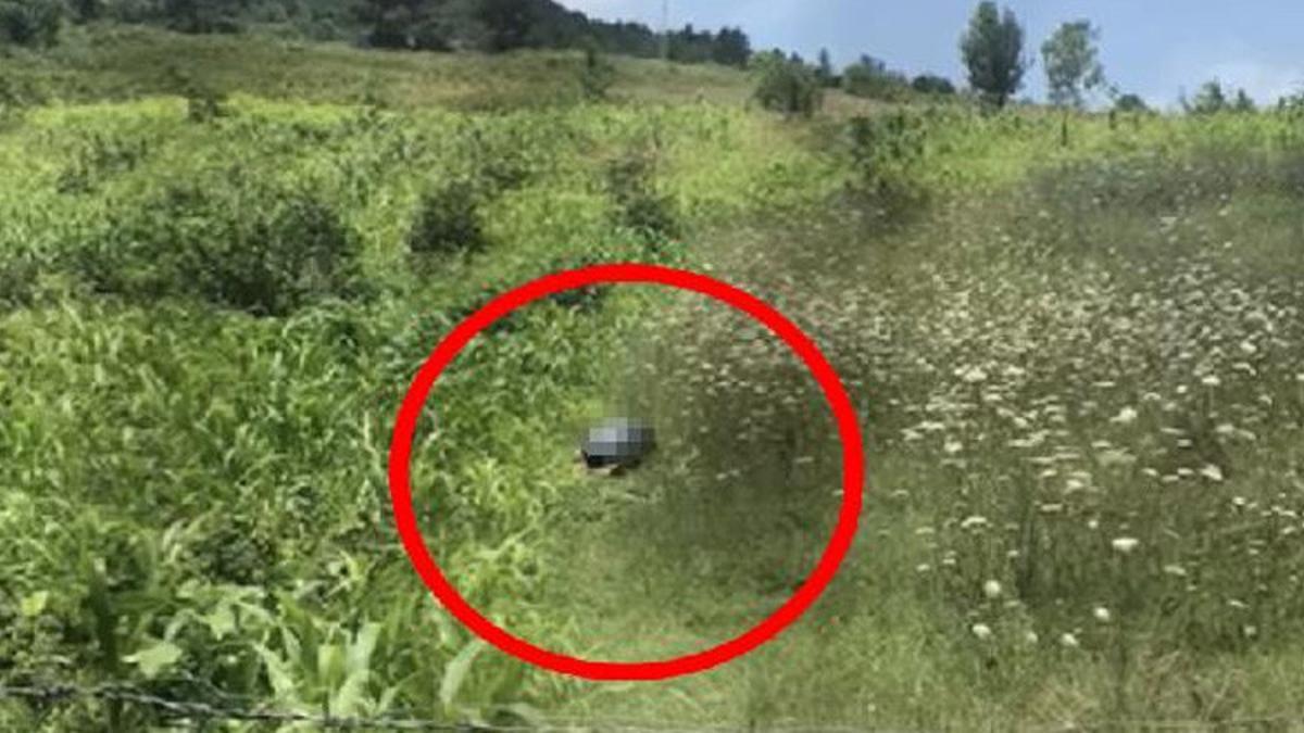 Bartin Da Igrenc Olay Tarlada Kopege Cinsel Istismarda Bulundu Son Dakika Haberleri Internet