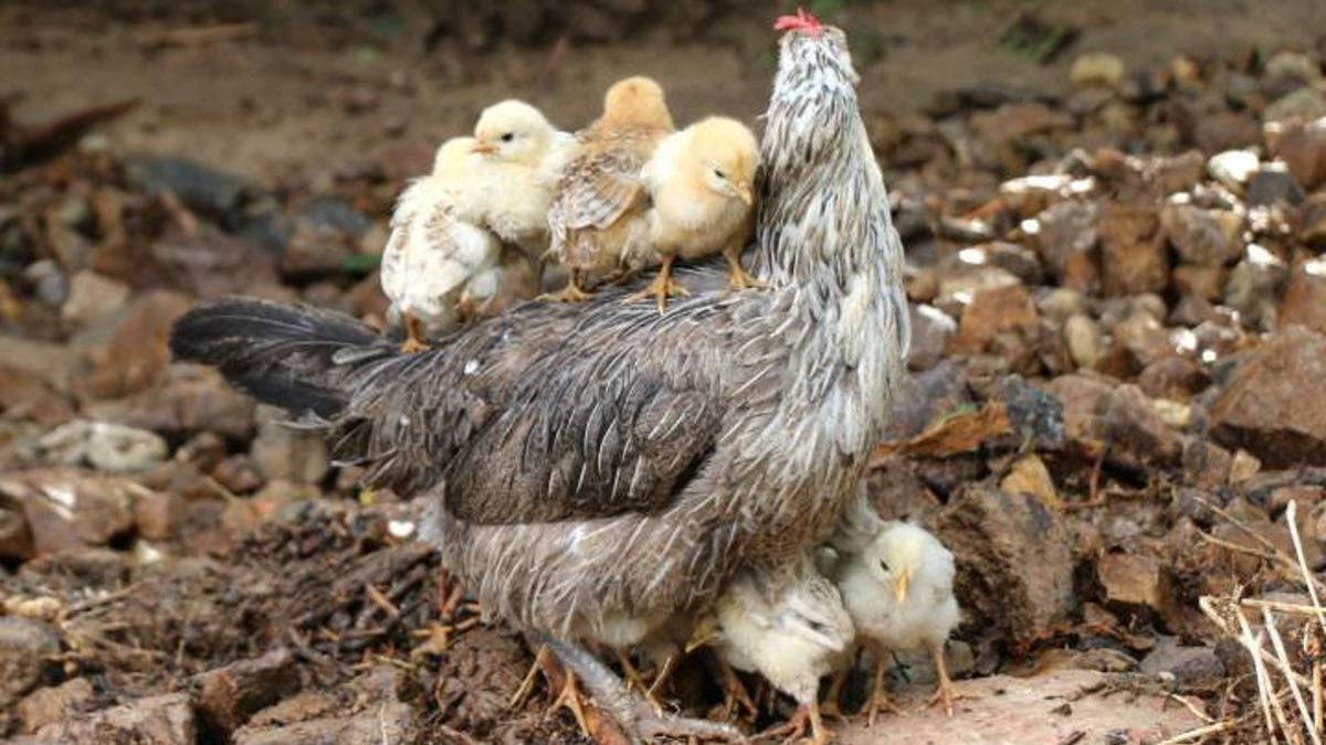 Malatya Da Dere Tasti Evleri Su Basti Dikkat Ceken Kare Son Dakika Haber Malatya Da Dere Tasti Evleri Su Basti Dikkat Ceken Kare Son Dakika Haber