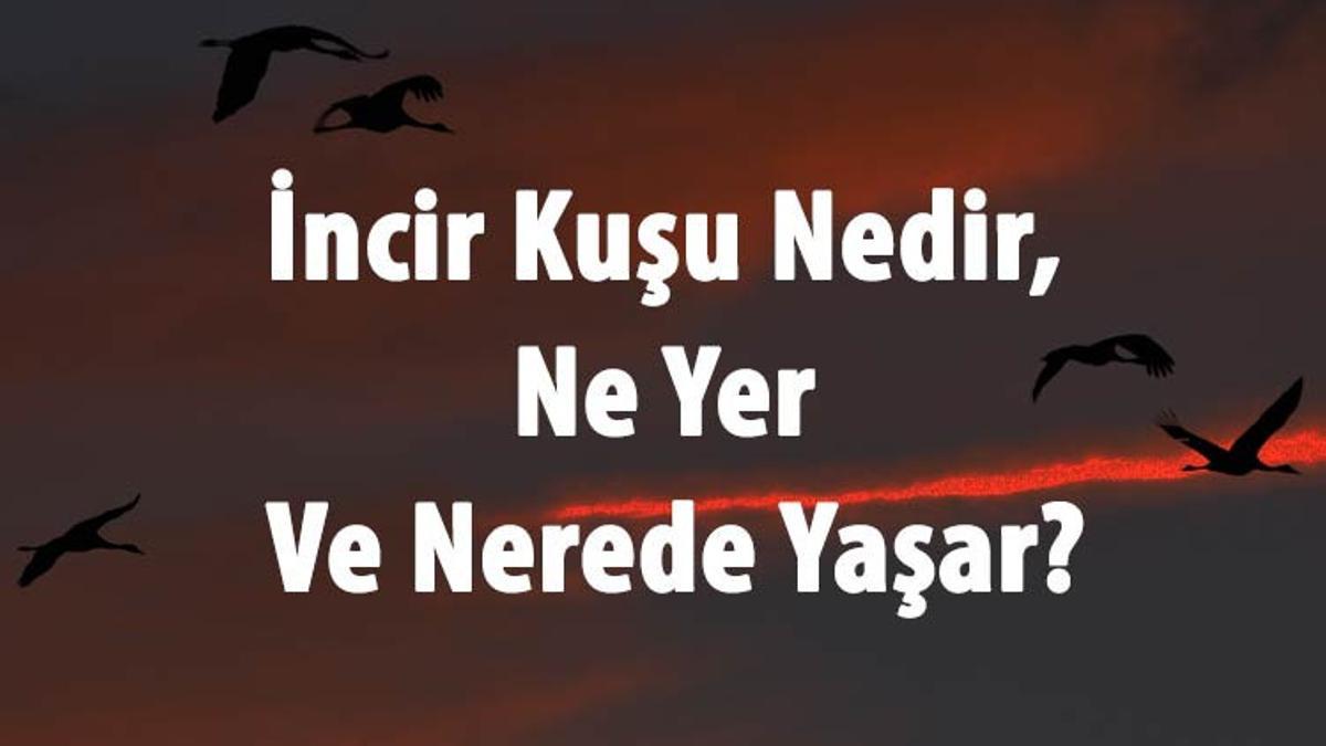 incir kusu nedir ne yer ve nerede yasar incir kusu ozellikleri ve turleri