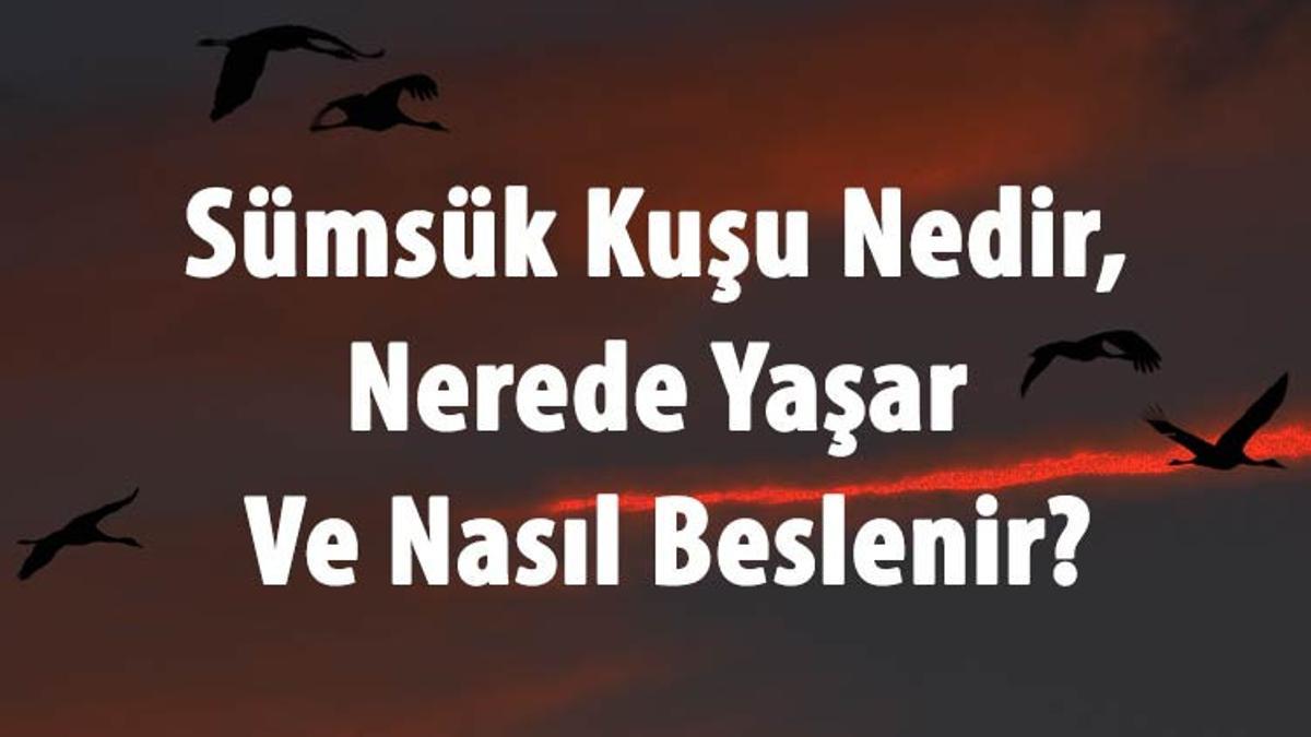 Sumsuk Kusu Nedir Nerede Yasar Ve Nasil Beslenir Sumsuk Kusu Yumurtasi Ne Renk Olur Sesi Ve Ozellikleri