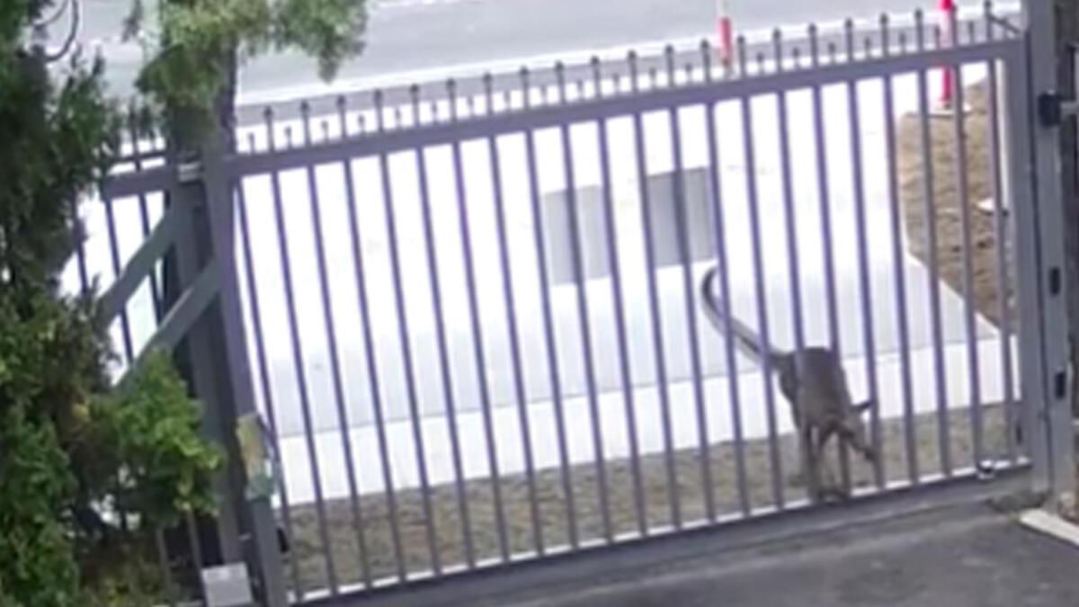 Rusya’nın büyükelçilik binasına girmeye çalışan kanguru başarılı olamadı