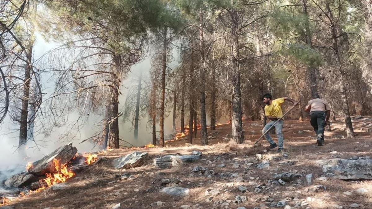 Adıyaman’da orman yangını – Son Dakika Haber