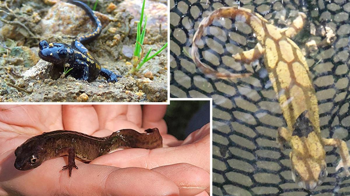 Karadeniz’in kirlenen sulak alanlarında 3 türün nesli tehlikede