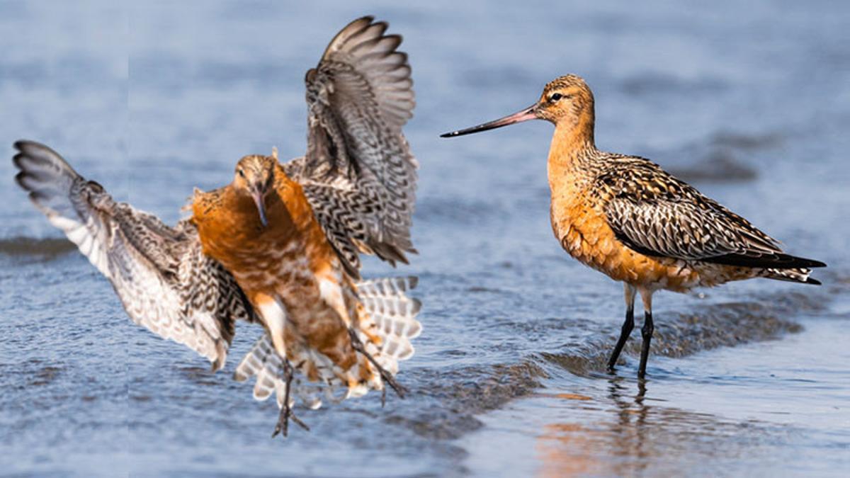 ‘Record holder bird’ is in Turkey! Migration route came under attack