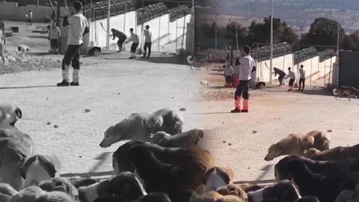 Konya’daki görüntü infial yarattı: Hayvan bakımevindeki görüntülere soruşturma