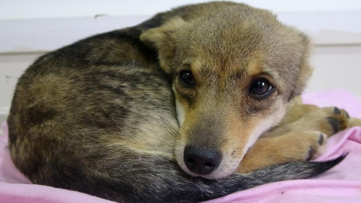 Trabzon’da tartışma konusu oldu: ‘Köpek-çakal’ tartışmasında DNA talebi