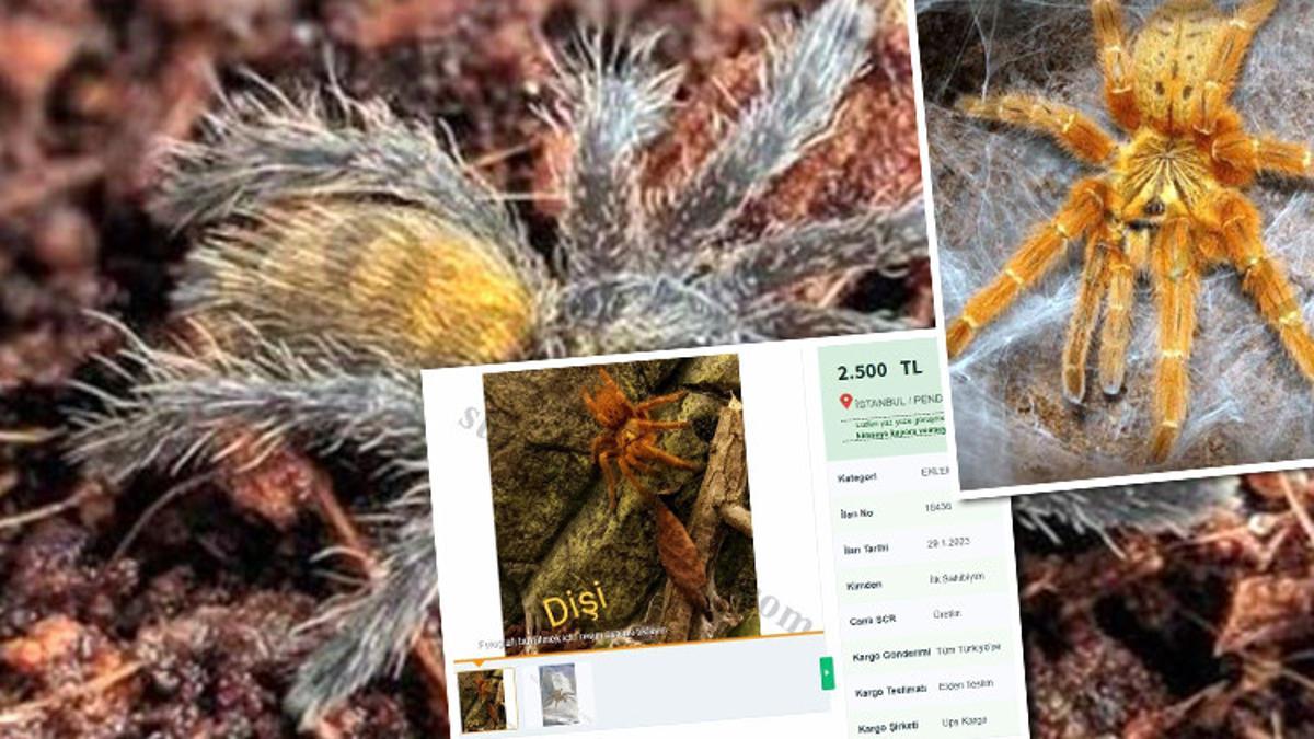 İnternetten tarantula satışı! Dikkat… İşte cezası