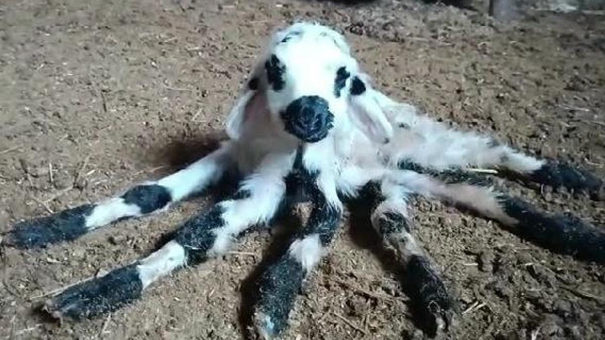 Görenlerin ilgi odağı oldu: Kuzu, 6 bacaklı doğdu