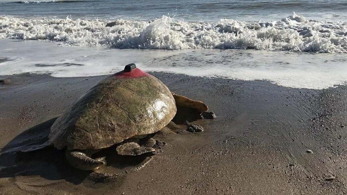 Takip Cihazlı Türkiye 100 Isimli Caretta Caretta Denizle Buluştu