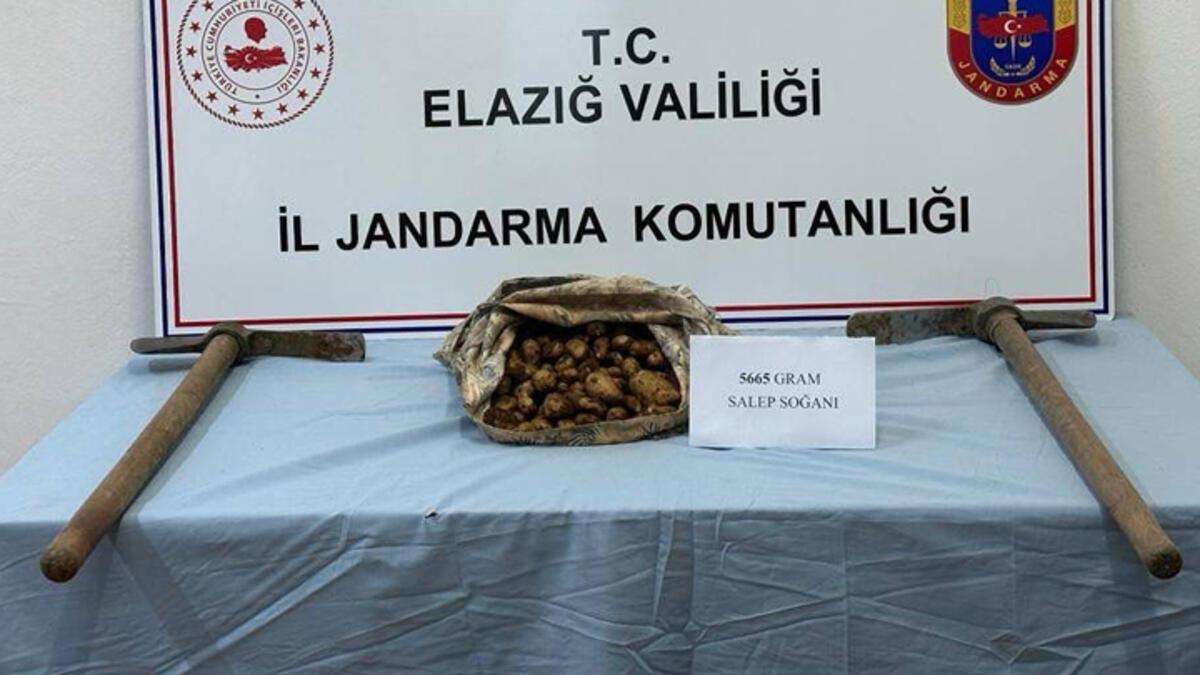 Elazığ'da salep soğanı toplayan kişiye 110 bin lira ceza