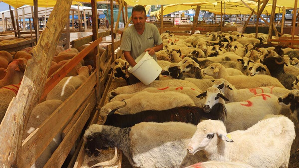Kızılay’dan kurban hisse bedeli: 5 bin 950 lira