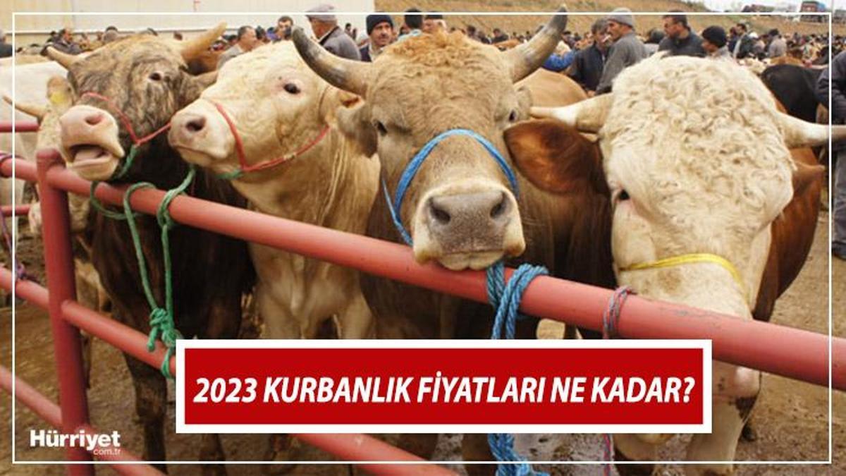 KURBANLIK FİYATLARI 2023 | Küçükbaş (koyun, Koç, Kuzu) Ve Büyükbaş ...