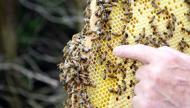 Kovandan gelen mucizevi besin kaynağı: Propolis
