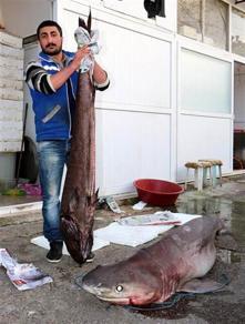 Alanya Da Yabancilarin Gozdesi Kopekbaligi Eti Alanya Haberleri